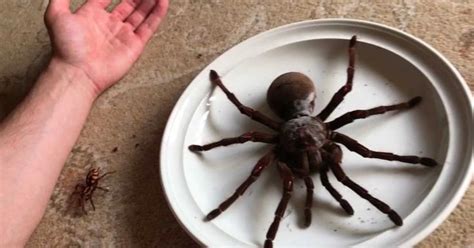 This Is Largest Tarantula In The World And Its Surprisingly Gentle Heres 15 Facts About Them