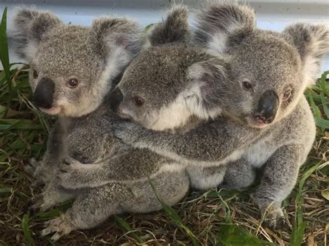 Cute Koalas Cute Animals Cute Baby Animals Cute Animal Pictures