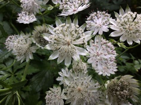 Coveted By Butterflies Floral Designer And Plant Lovers Astrantia