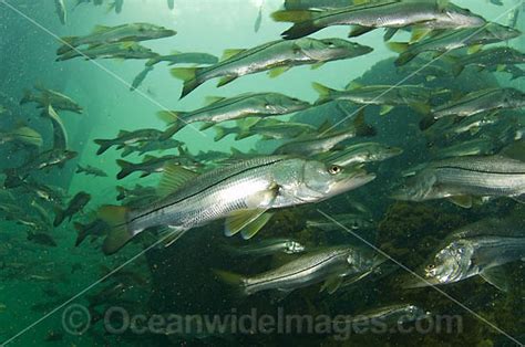 Common Snook Centropomus Undecimalis Photo