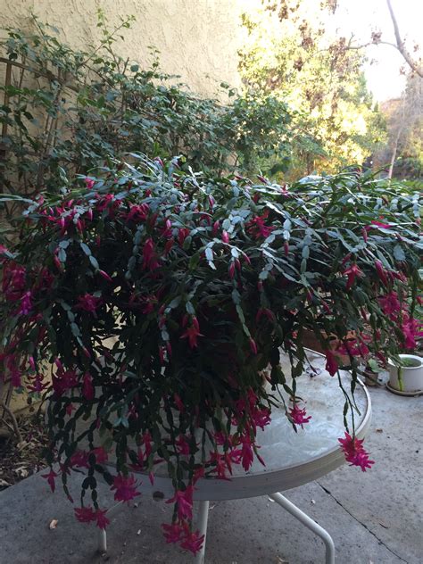 Finally, one last reason why your christmas cactus' color may be different is because of a pest problem. My Christmas cactus. The hummingbirds love it!! (With ...