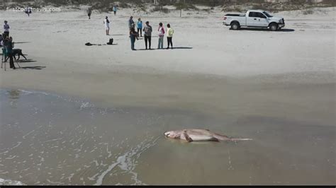 New Smyrna Beach Shark Attacks 2021 785566 Why Are There So Many Shark