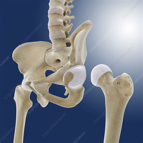 Hip Anatomy Artwork Stock Image C0200131 Science Photo Library