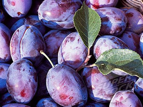 Stanley plums are excellent for fresh eating, canning, preserves and drying. Economic Cooperative - Buy wholesale plum fruit trees ...