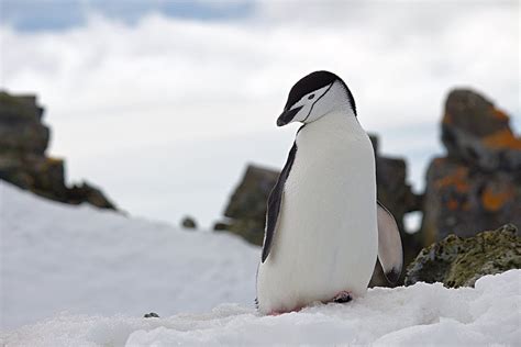 Penguin On Top Of Snow Wildlife Photography · Free Stock Photo