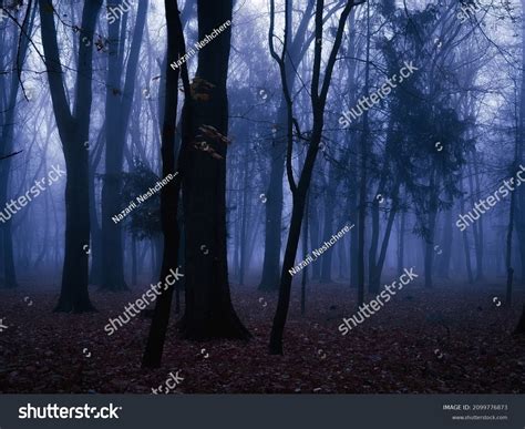 Gloomy Dark Forest Dusk Mysterious Autumn Stock Photo 2099776873