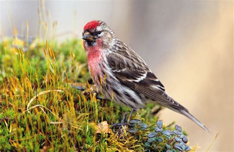 Bird Red Throat Goldfinches Wild Birds Unlimited Omaha Ne