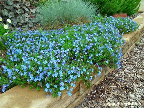 Blue Perennial Flowers Try Lithodora An Update Garden Sanity By