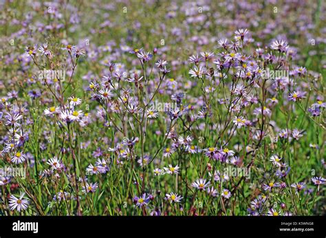 The Wildflower Aster Tripolium The Sea Aster A Plant That Grows In