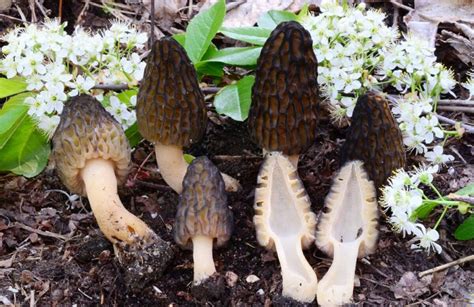 How To Grow Morel Mushrooms Complete Guide Theyouthfarm