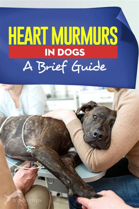 We will detail the symptoms and treatment and what to. Heart Murmurs in Dogs: Symptoms, Causes and Treatment