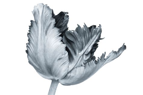 Parrot Tulip In Black And White Parrot Tulips Flowers Tulips