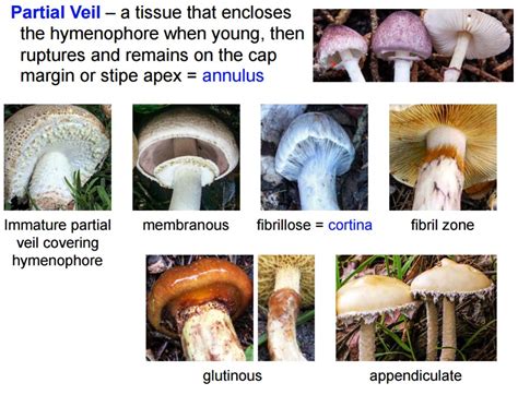 Wild Edible Mushrooms Of Meghalaya You Never Knew About