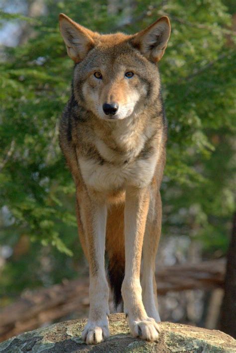 The Red Wolf Howlings Take Place All Year But At Different Times And