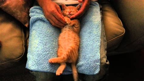 kitten enjoying massage while sleeping with belly up youtube