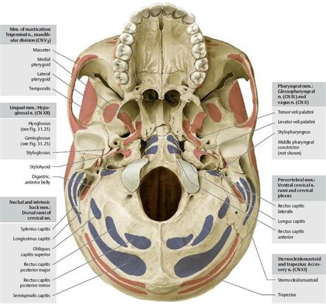 The skull which contains the brain, and the face. Muscles - Advanced Anatomy 2nd. Ed.