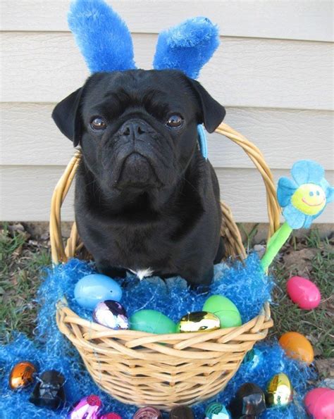 Not A Happy Easter Bunny Pug Pug Pictures Pug Pics Grumble Of Pugs