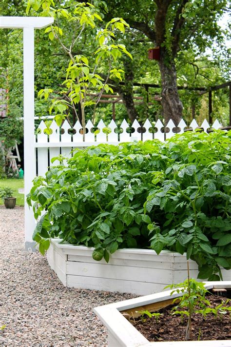 White Raised Beds White Fence And Peat Rock Cottage Garden Plants
