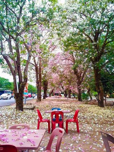 Lowest nightly price found within the past 24 hours based on a 1 night stay for 2 adults. Pokok Tekoma Di Alor Setar ; Bagaikan Sakura Luruh Di ...