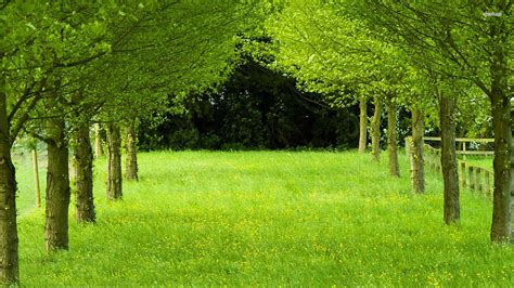 Free Photo Grass And Tree Wood Green Tree Free Download Jooinn
