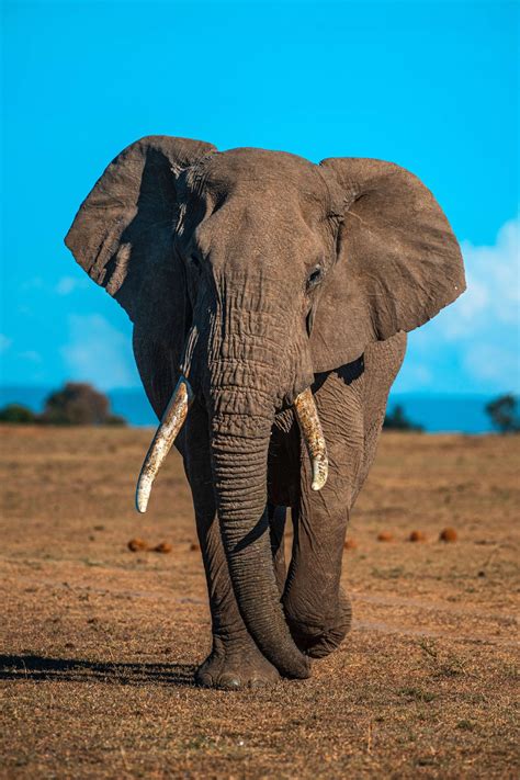 Lets Talk About African Elephants Highly Sensitive Feet Factfriday