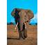 Lets Talk About African Elephants Highly Sensitive Feet Factfriday 