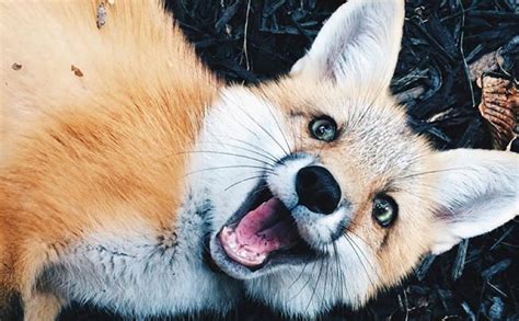 Smiling Fox Is The Happiest Dog On The Planet Barkpost