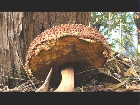 Boletus Mushroom Australia Mushroom Hunting And