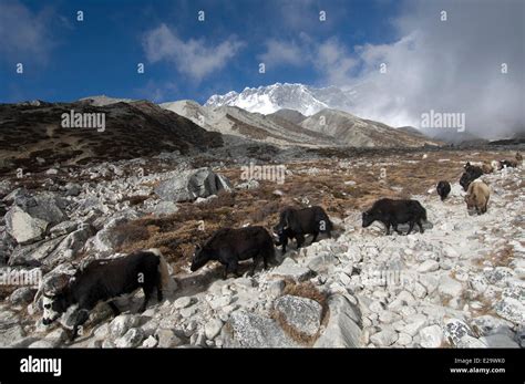 Nepal Sagarmatha Zone Khumbu Region Trek Of The Everest Base Camp