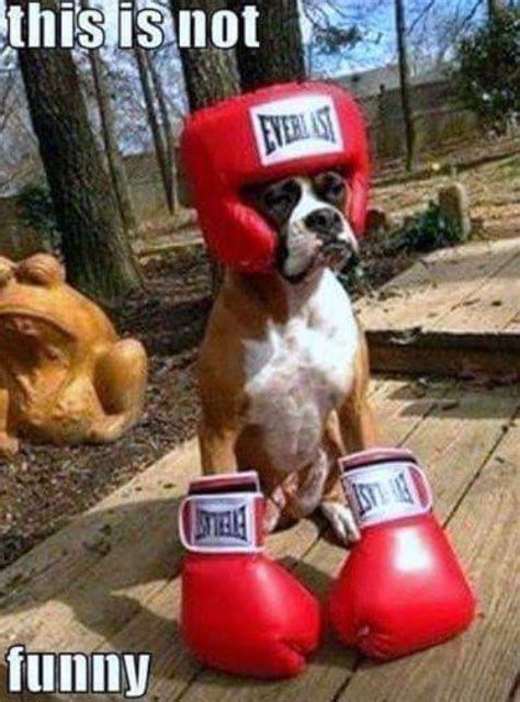 This Is Not Funnyboxer Dogeverlast Boxing Gear On Doghumormeme