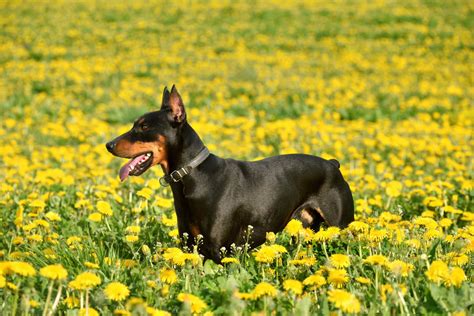 Doberman Pinscher Uncropped Ears And Undocked Tail