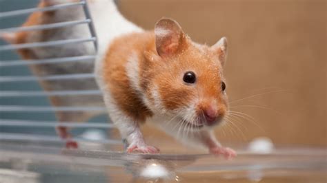 Hamster Haven Exploring Different Species Of Hamsters Youtube