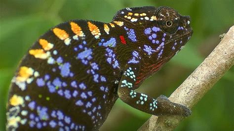 Color Changing Chameleons The Environment Is Everything