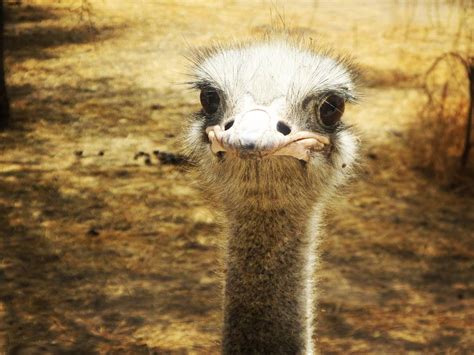 A Funny Ostrich Face Aww