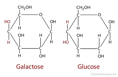 Galactose Gal Combined W Glucose Through A
