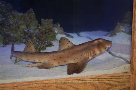 480gal Shark Eel Pics Forums For Fish Lovers