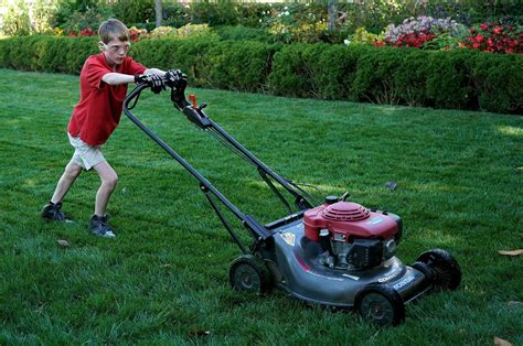 Mowing Your Lawn Less Often Could Help Save The Bees According To New