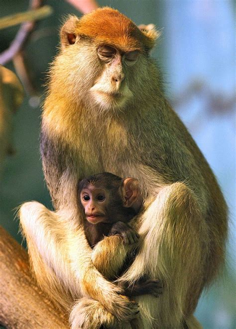 Photos Of The Day New Baby Patas Monkey At The Zoo