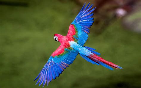 Colorful Birds Macaws Long Tailed Parrots Widespread Wings In Flight