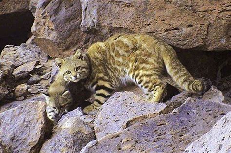 These endangered deers has short legs & a stocky build, enabling them to live on rocky terrain & climb mountain passes with ease. Andean Mountain Cat | Small wild cats, Feline, Cats