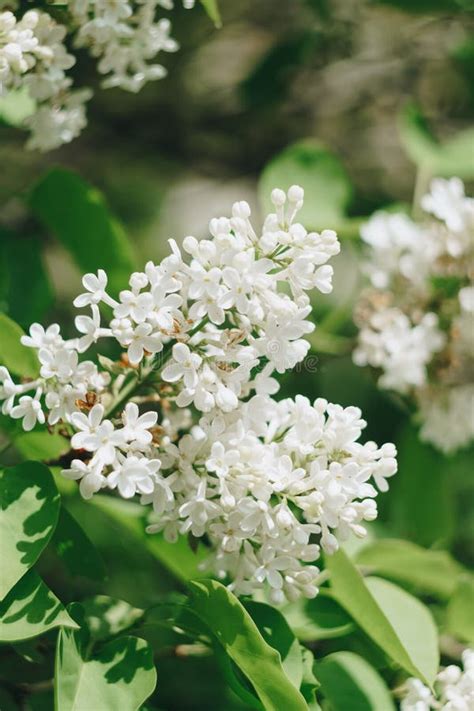 Small White Spring Flowers On A Background Of Green Foliage Stock Photo