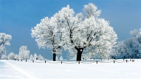 Wallpaper Salju Musim Dingin Cabang Embun Beku Pembekuan Pohon