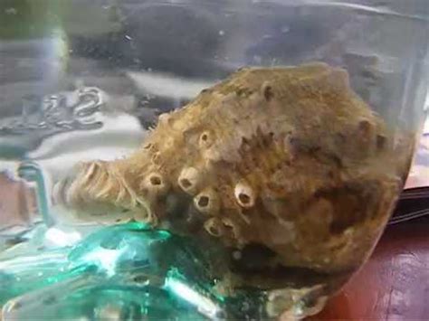 La entrega rapidísima, llegaron en perfecto estado. CARACOL DE MAR VIVO 2, PLAYA VERDE, MALDONADO, URUGUAY ...