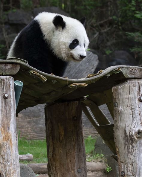 Panda Updates Monday June 15 Zoo Atlanta
