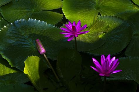 Lotus Flower Water Lily Plant Free Photo On Pixabay Pixabay