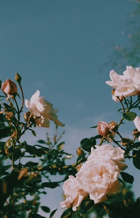 Aesthetic Flowers Discovered By Violet On We Heart It