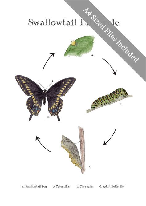 Swallowtail Life Cycle Educational Printable Art A4 And 8x10