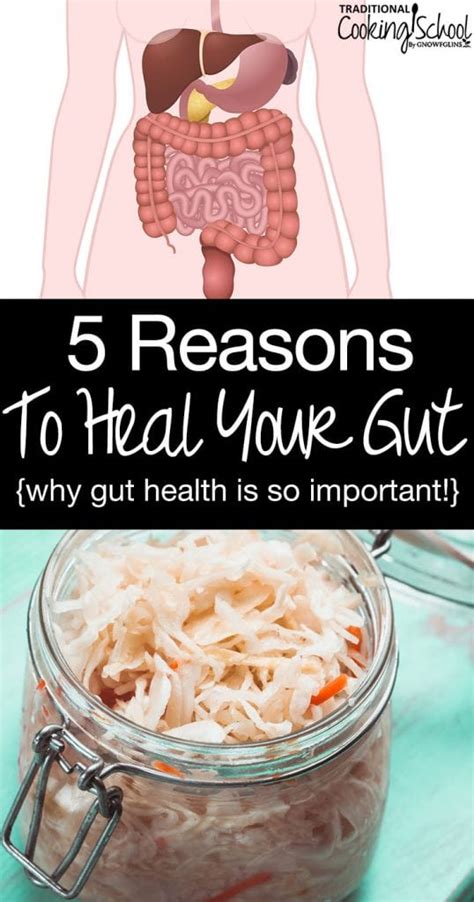 5 Reasons To Heal Your Gut Why Gut Health Is So Important
