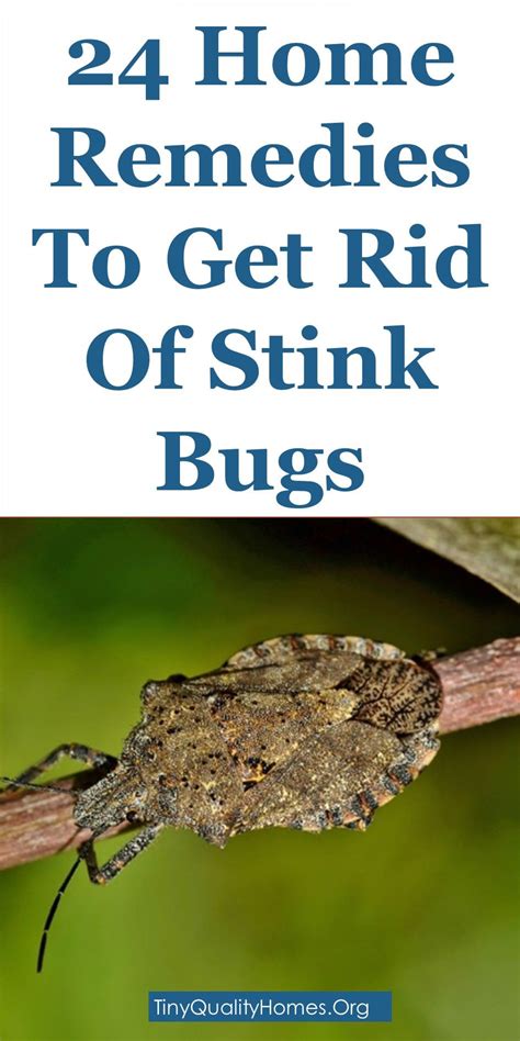 24 Home Remedies And Repellents To Get Rid Of Stink Bugs In 2020