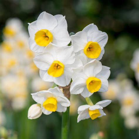 Free Photo Narcissus Flower Fragrance Fresh Free Download Jooinn